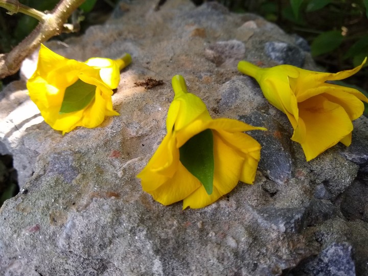 flowers