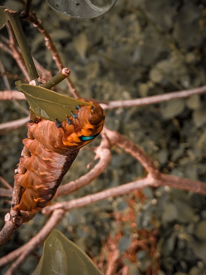 Cocoon