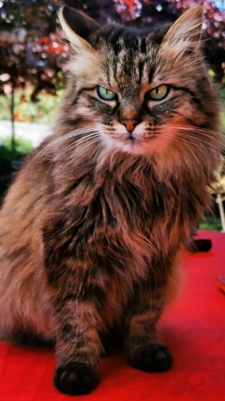 Nala my cat