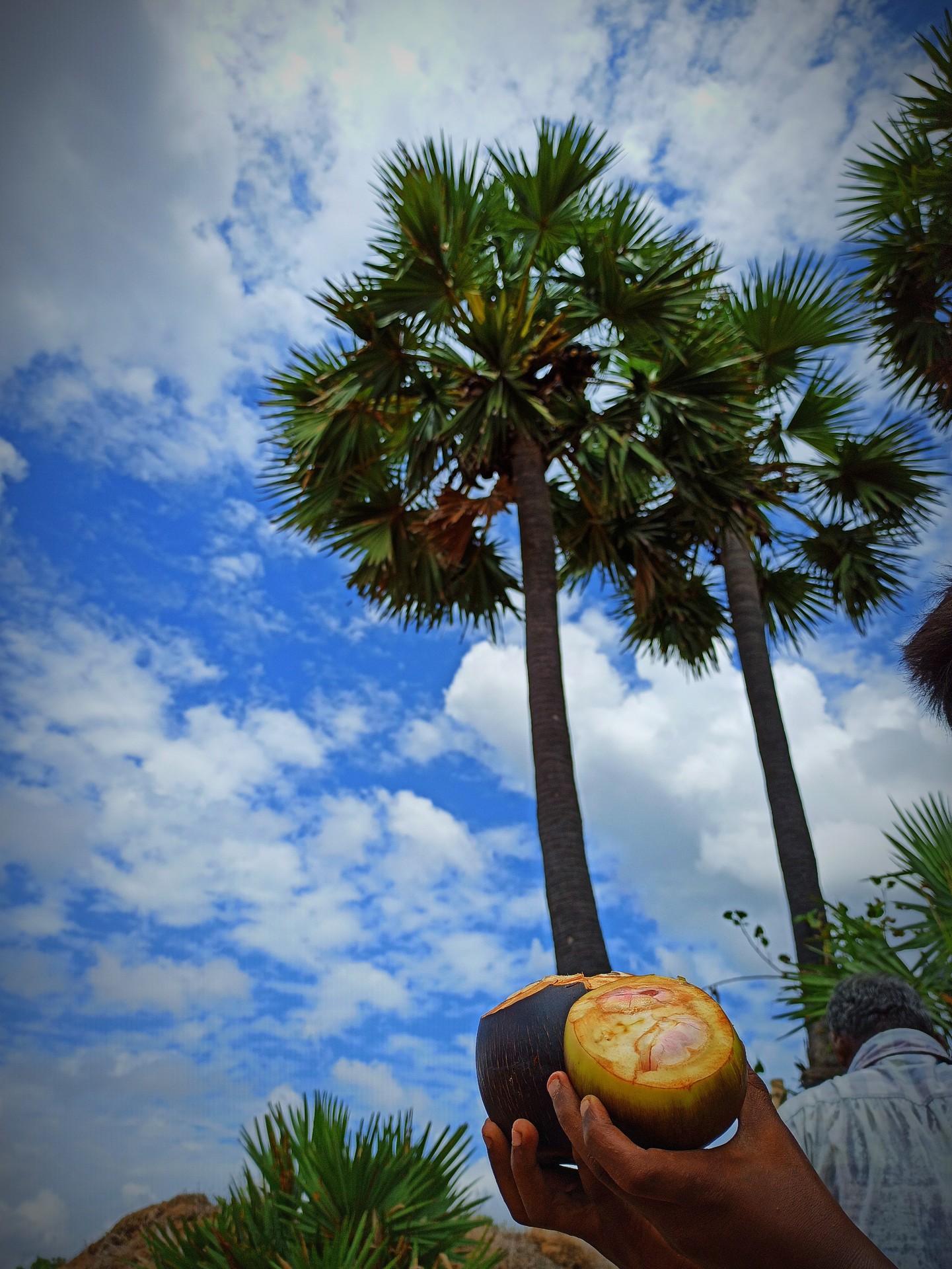 palm tree
