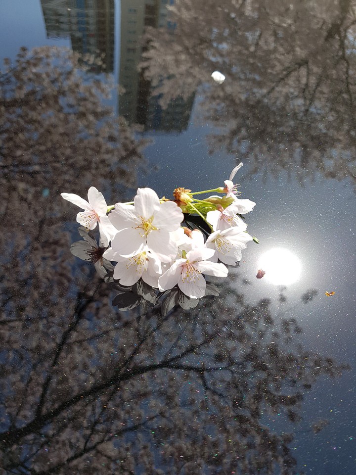 벚꽃(cherry blossom )