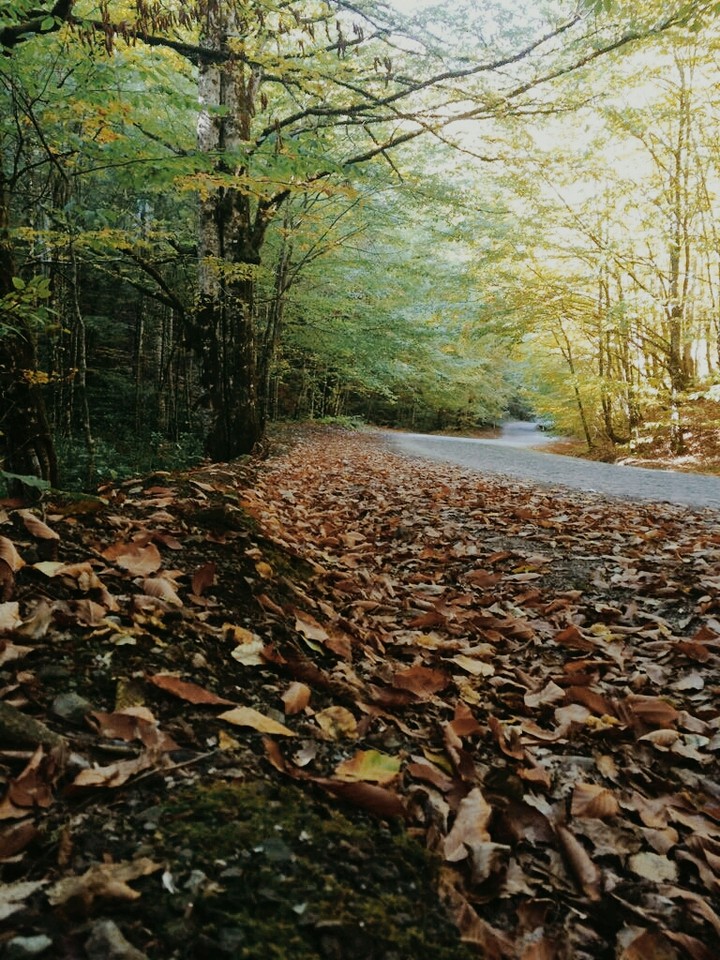 ovvv