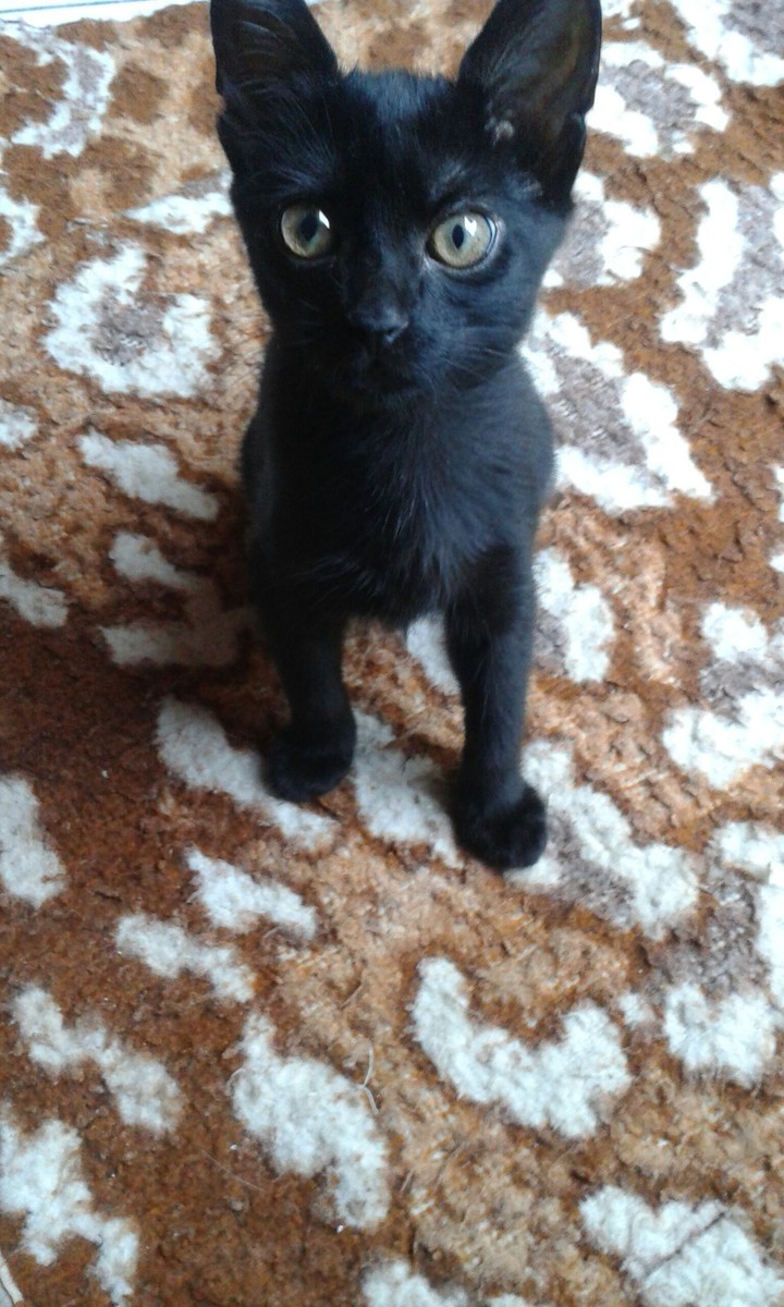 Biscuit (by: ich)