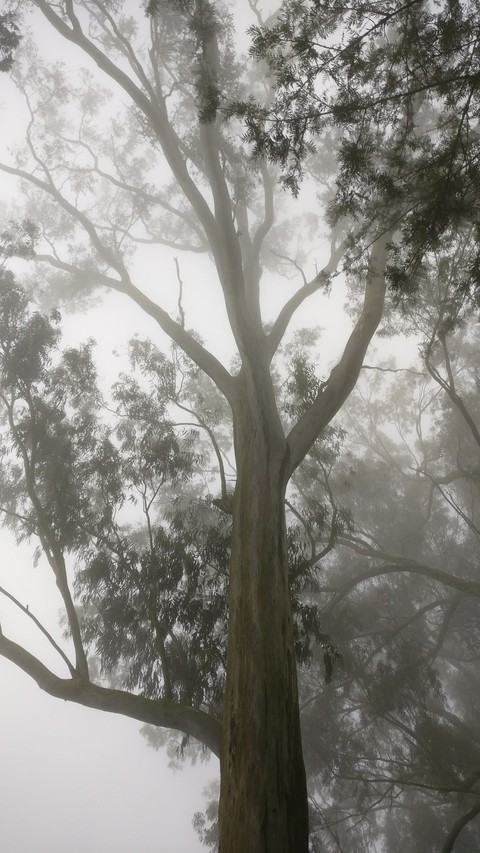 Fog nilgiri