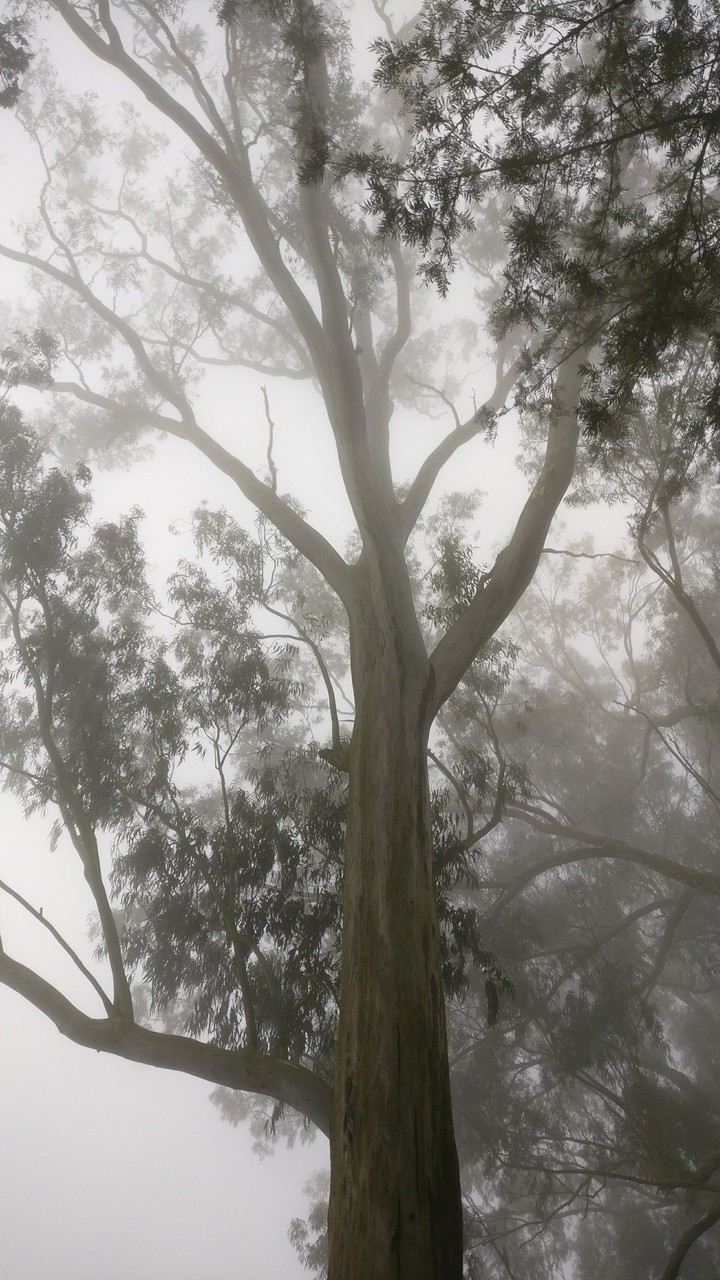 Fog nilgiri