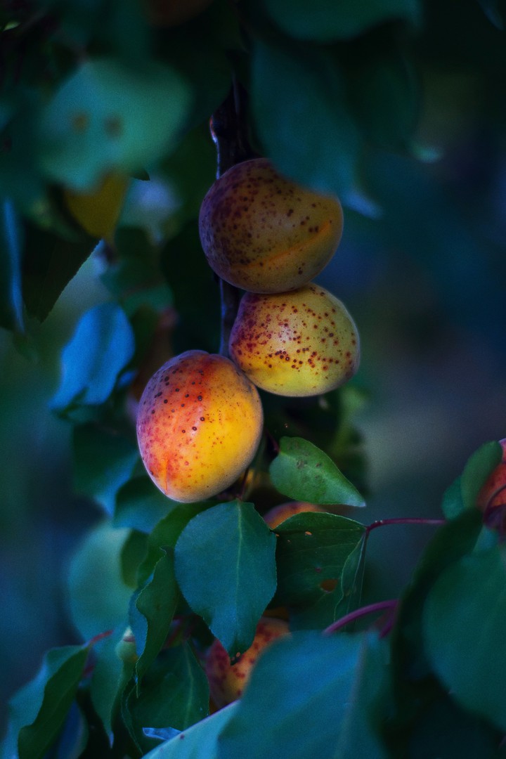 Peaches On The Branch