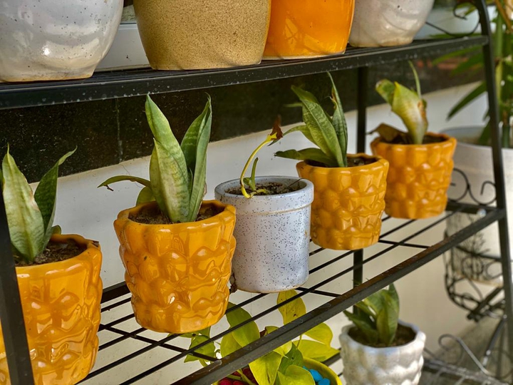 plants