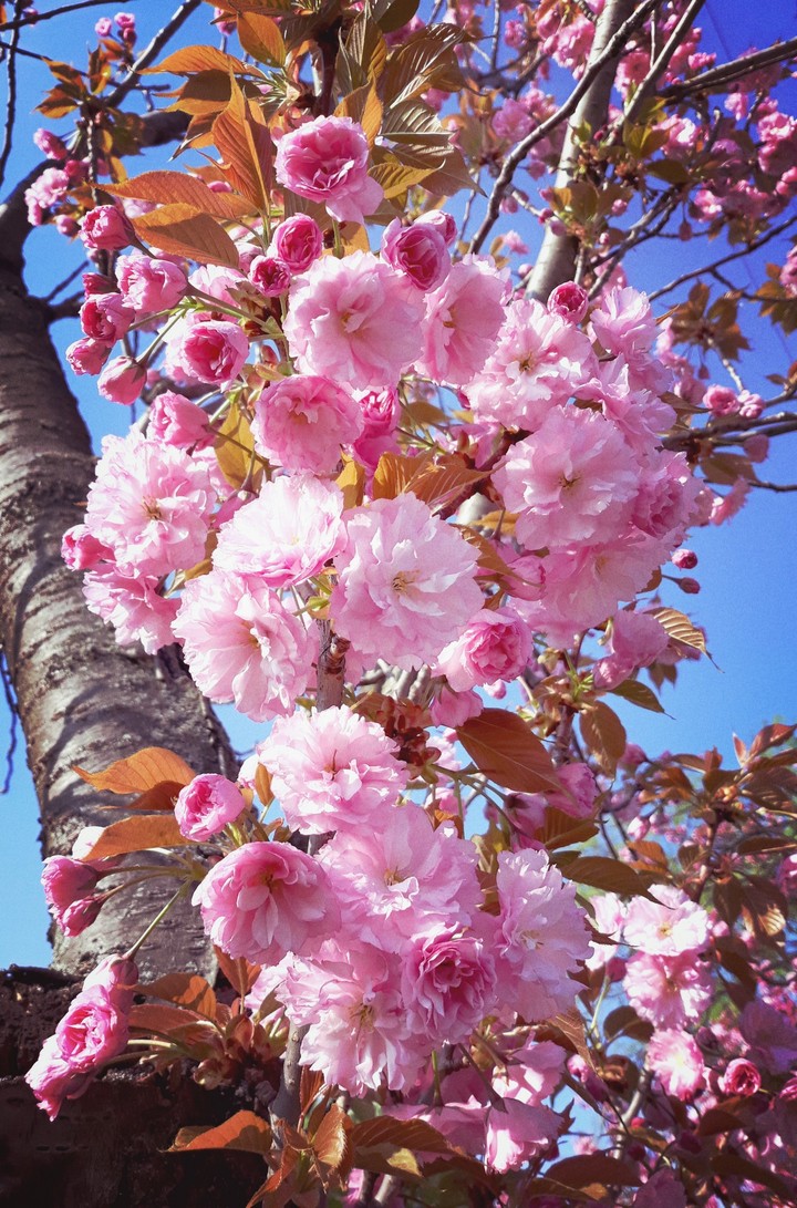 spring came