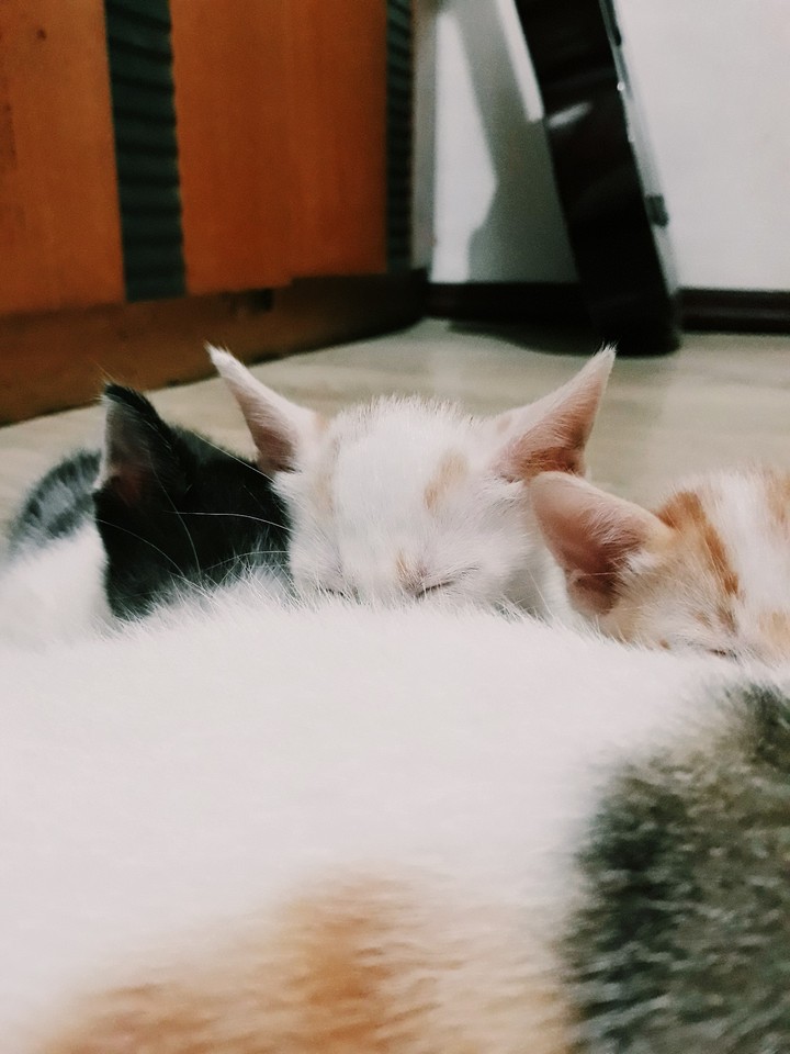 kitten