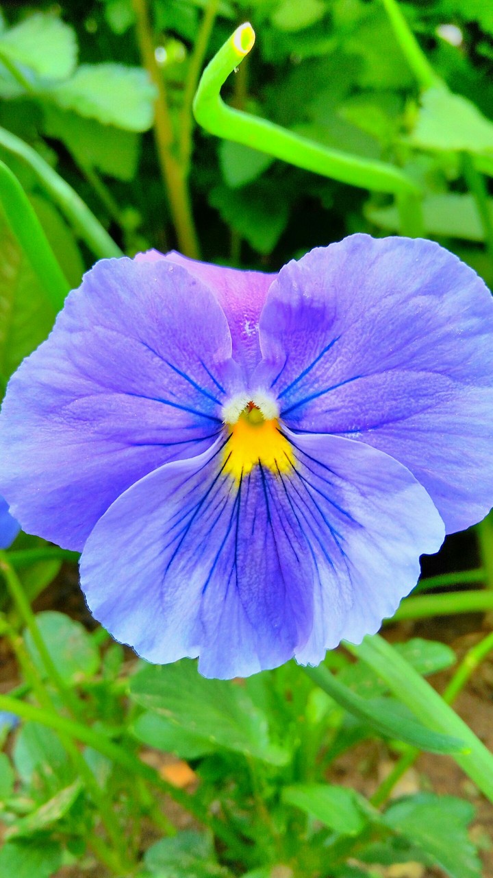 Purple flower taked by Lenovo Vibe P1