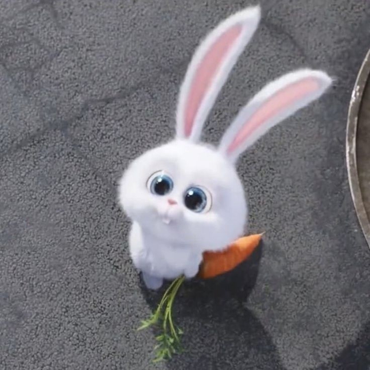 bunny