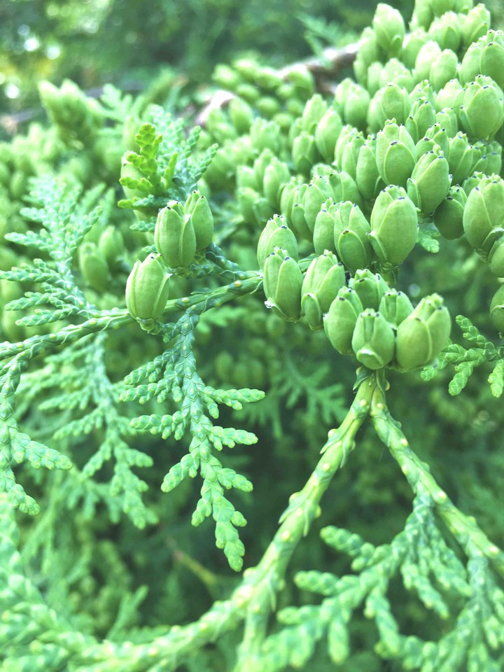 nature
