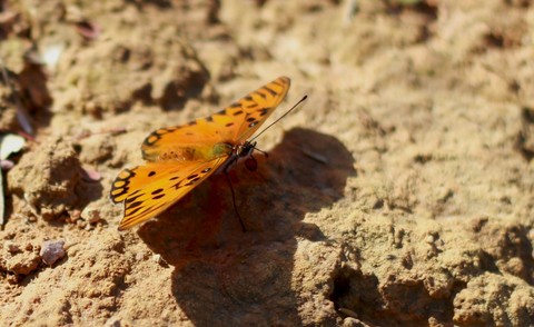borboleta