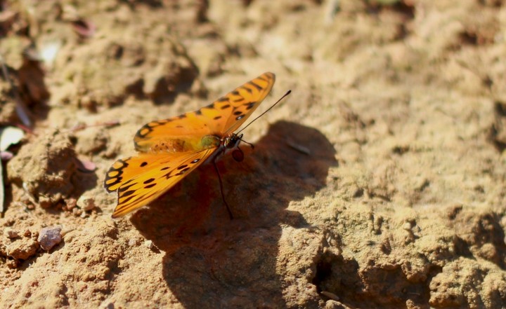 borboleta