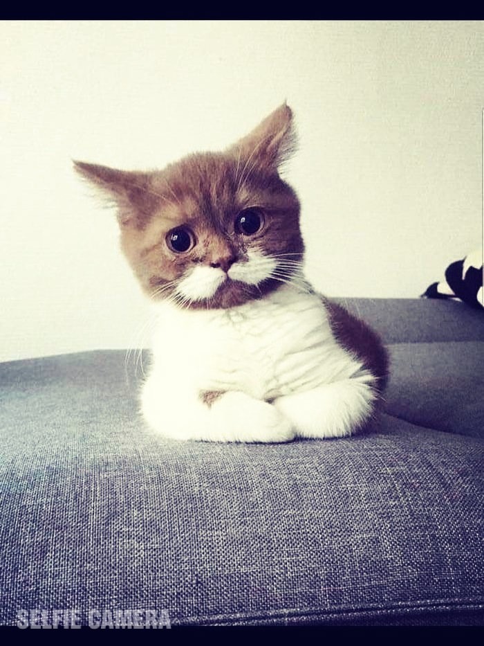 Кот