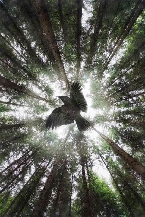 bird in the trees