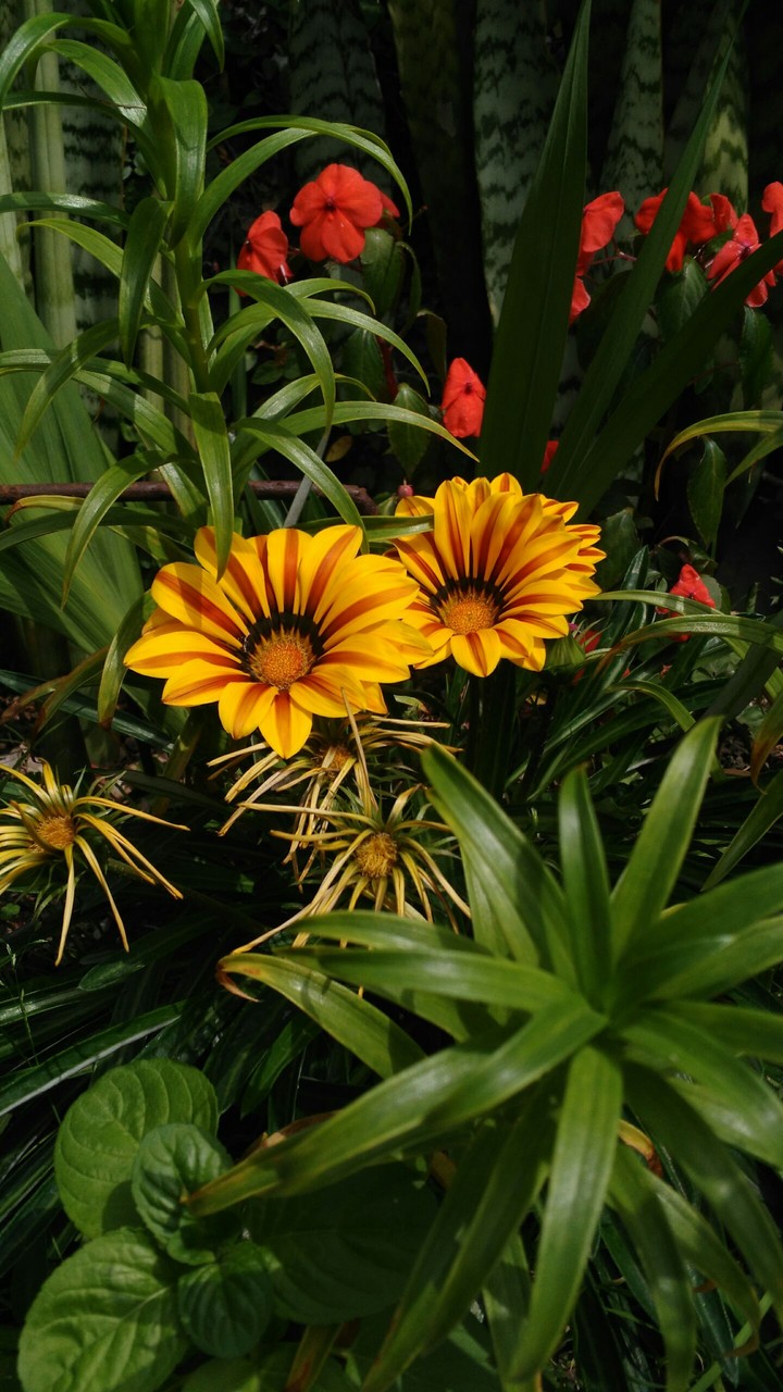 Grandma's garden