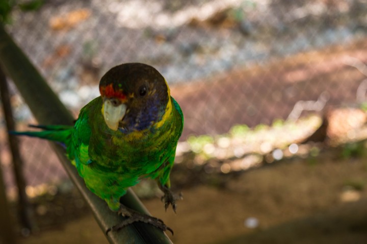 Australian parrot