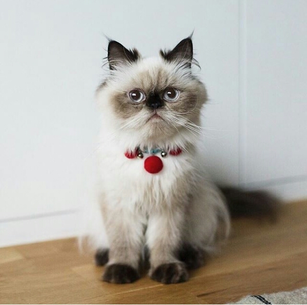 cute