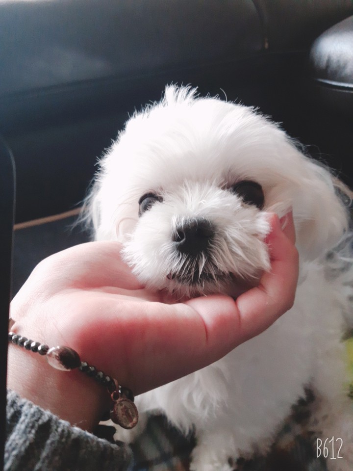 강아지