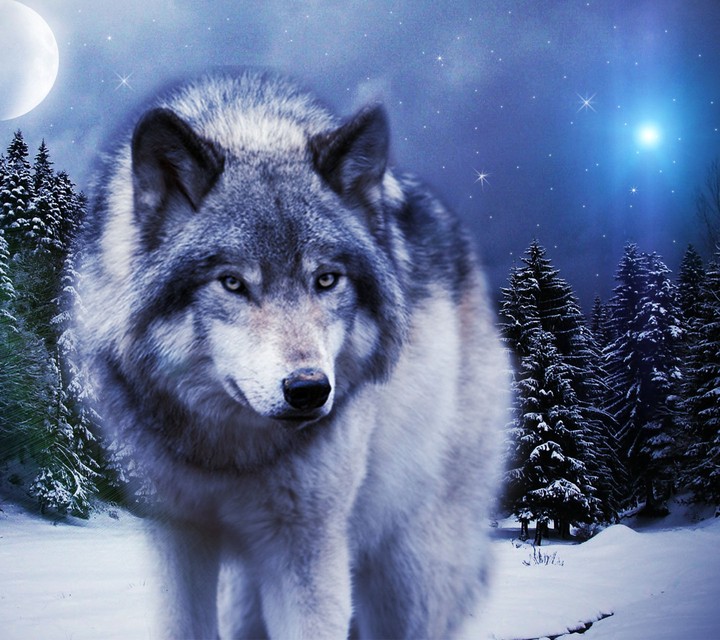 Wolf