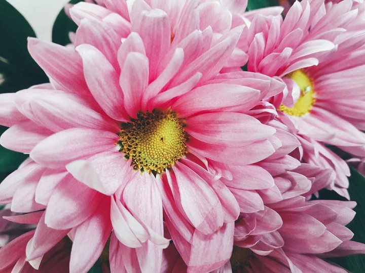 pink flower