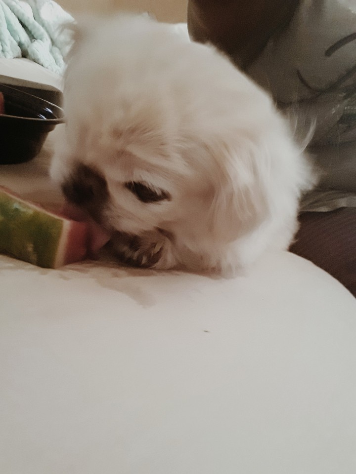Coco eating her watermelon