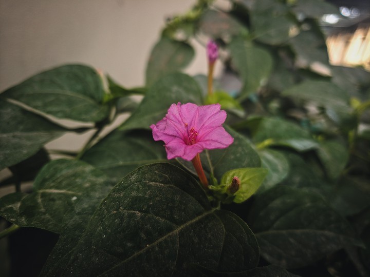 Bloomed