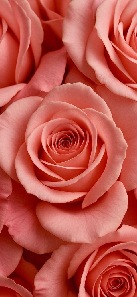 Cut_flowers, Flower_Arranging, Rose