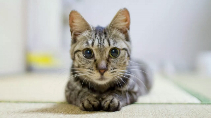 cat