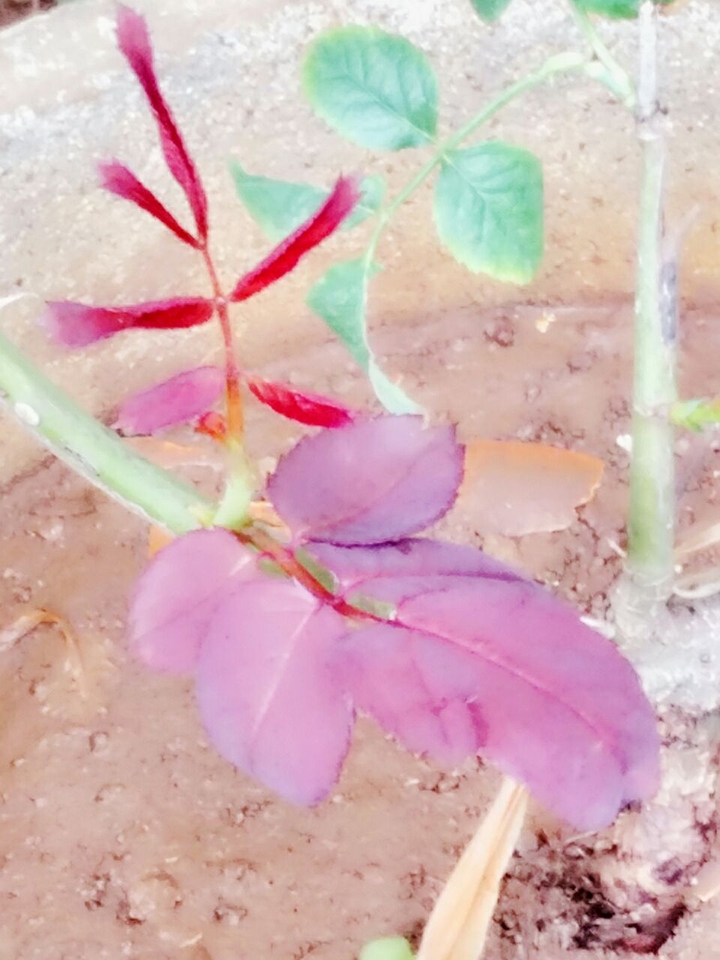Leaves