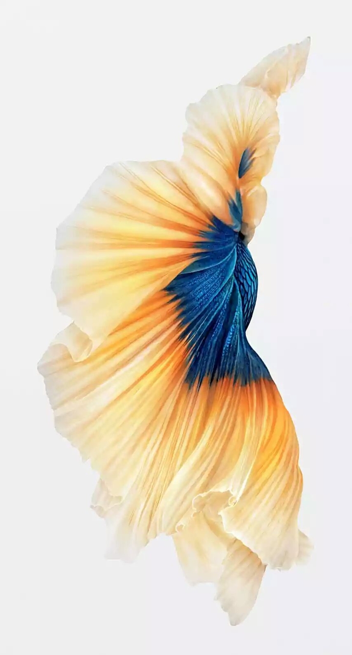 Blue-Yellow Flower