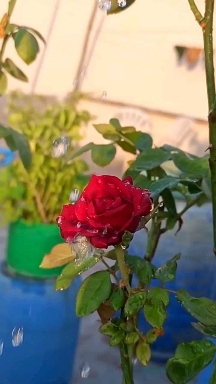 rose plant