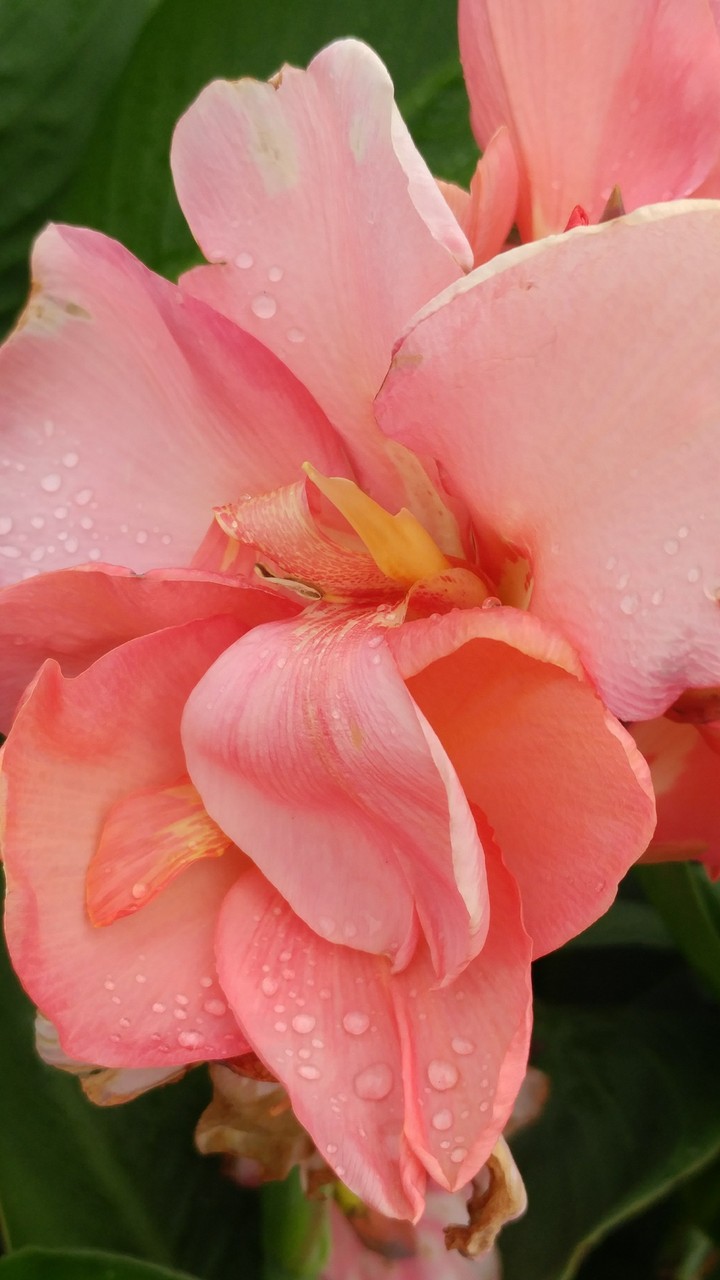 flower power