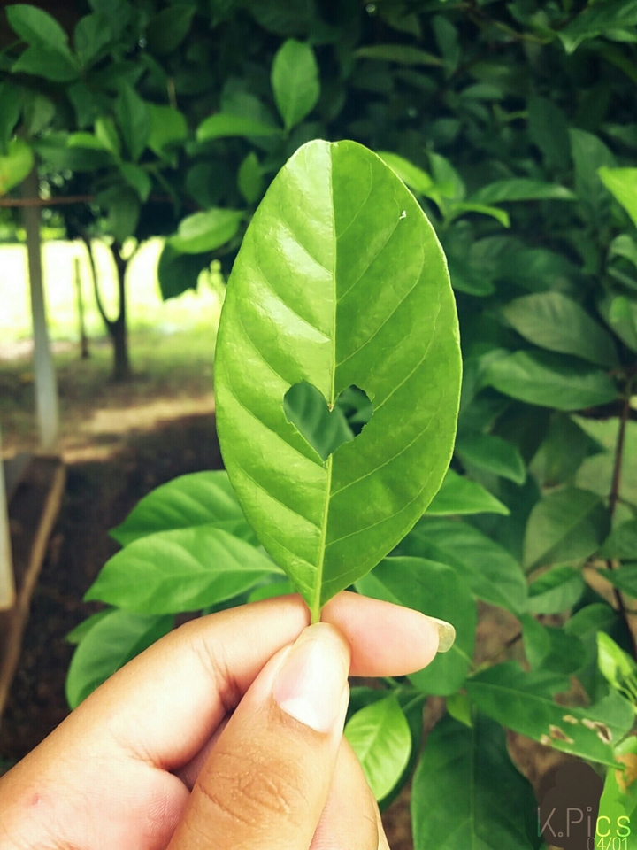 Leaf leaves