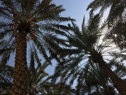 palm trees