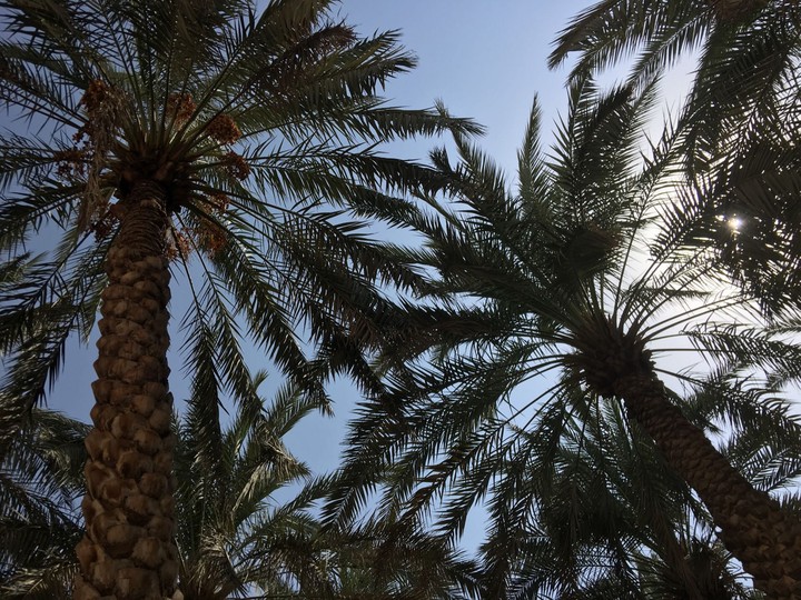 palm trees
