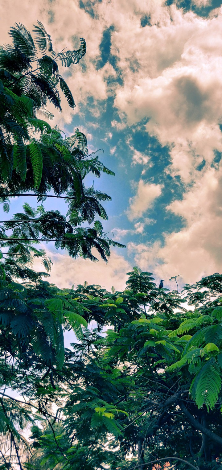 Sky n green