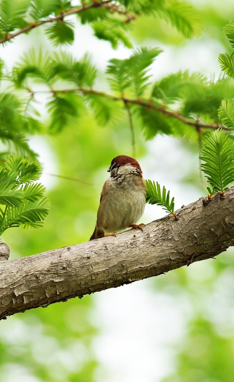 רקעים twig, beak