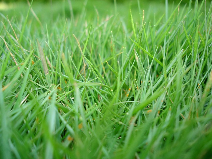 Grass