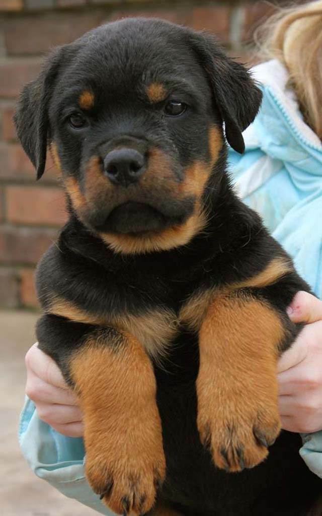rottweiler