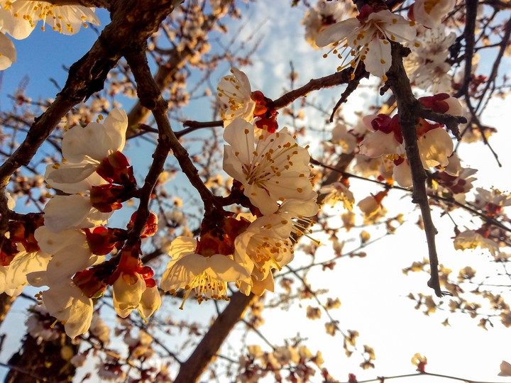 Spring