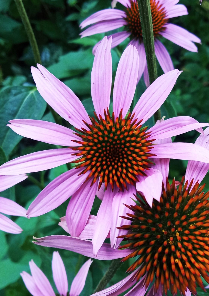 Echinacea