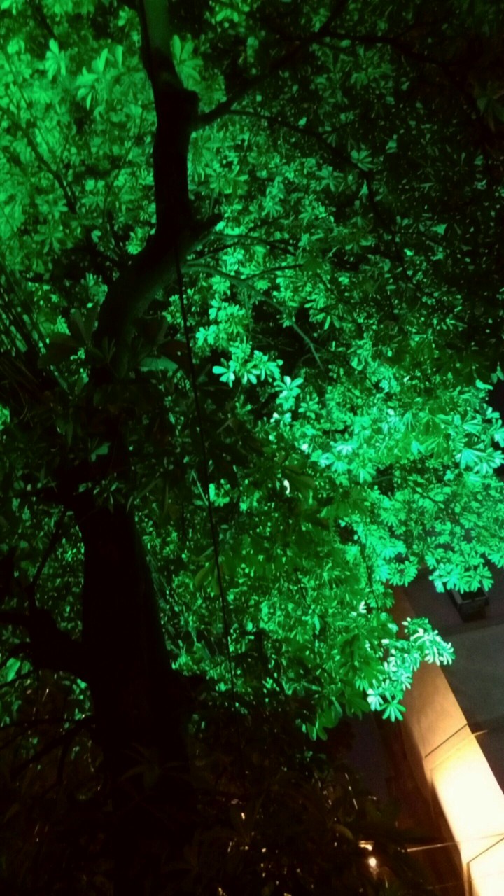 green light on tree
