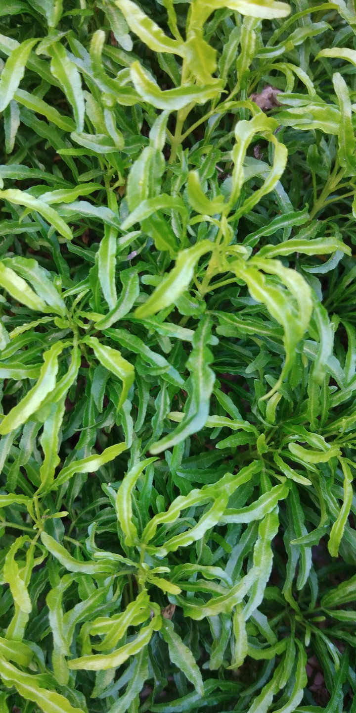 Leafy
