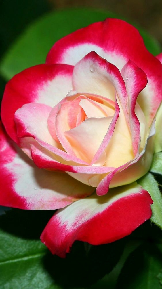 Rose lover ?