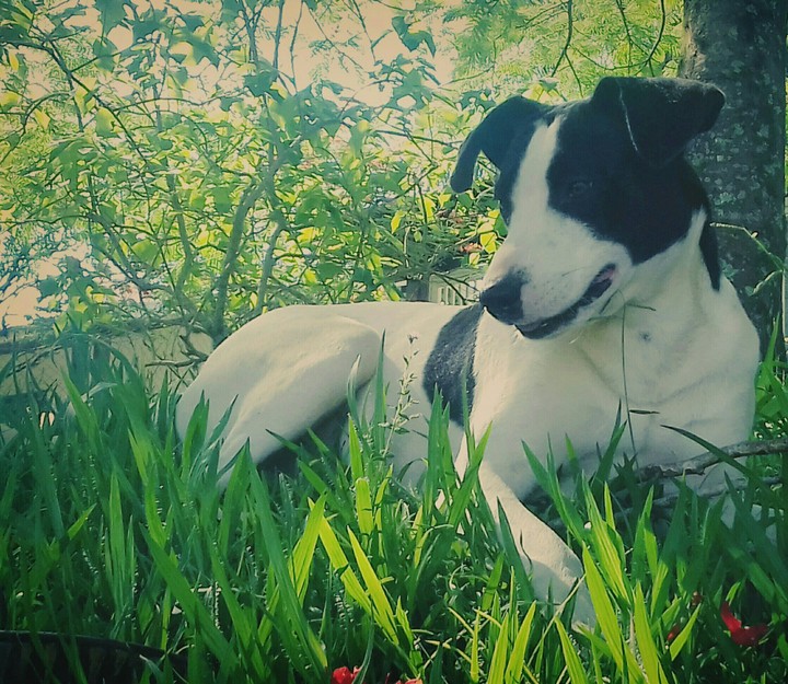 #Dog