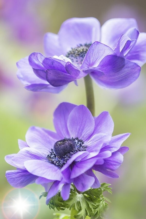 purple anemone.. Fialová