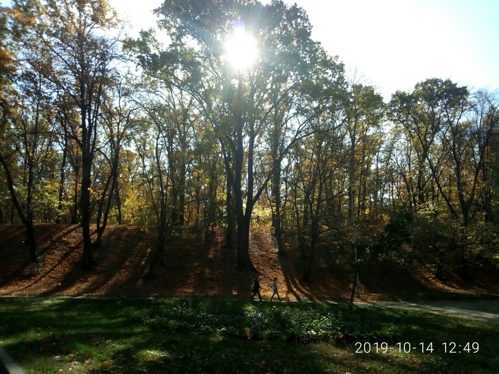 forest