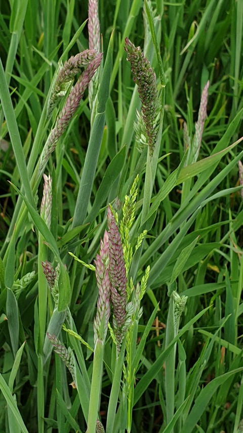 grasses
